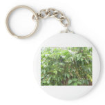 Coffea Canephora keychains