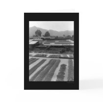 Coffee Beans at a Hacienda in Costa Rica 1904 cards by lc_vintagephotos Coffee Beans at a Hacienda in Costa Rica 1904 cards