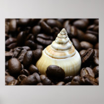 Coffee Bean Snail