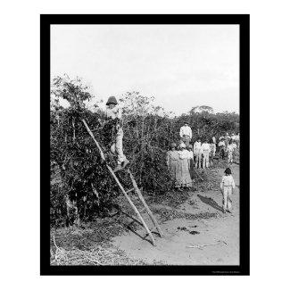 Coffee Berry Pickers in Brazil 1911 print