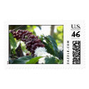 Coffee Cherries postage