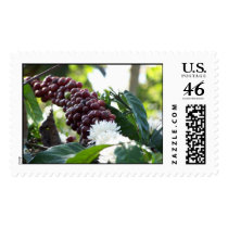 Coffee Cherries postage