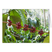 Coffee Cherry Clusters cards