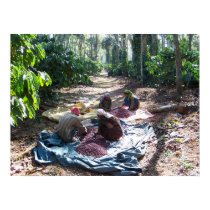 Coffee Workers Sorting Cherries posters by SCAALibrary Coffee Workers Sorting Cherries posters