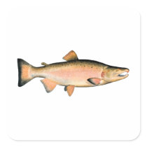 Coho - Silver Salmon (spawning phase) stickers