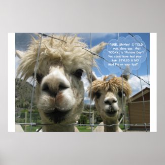 Coiffed & Uncoiffed for 'Picture Day', Alpaca