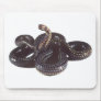 Coiled and Ready to Strike Snake