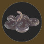Coiled and Ready to Strike Snake