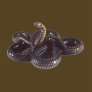 Coiled and Ready to Strike Snake