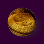 Coiled Snake