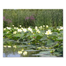 Cojines de lirio en la floración arte fotográfico