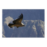 Colca Canyon Condor