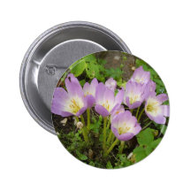 Colchicum Button