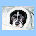 Cold Chihuahua Poster posters