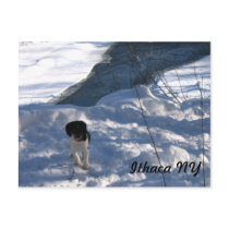 Cold Puppy postcards by KROPWD Cold Puppy postcards