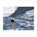 Cold Puppy postcards
