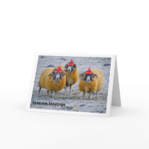 cold sheep Xmas card