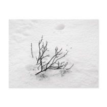 Cold Tree postcards