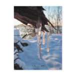 cold winter icicles after first snow storm postcards