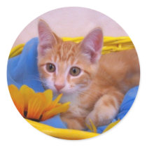 COLE IN BASKET Stickers
