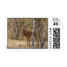 Colección-Impala de África Sellos