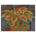 Coleus in Terracotta flyers
