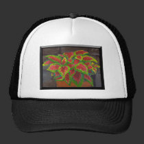 Coleus in Terracotta hats