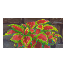 Coleus in Terracotta Personalized Photo Card