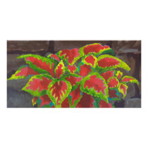 Coleus in Terracotta photo cards by popcultureme Coleus in Terracotta photo cards