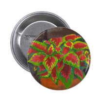 Coleus in Terracotta buttons