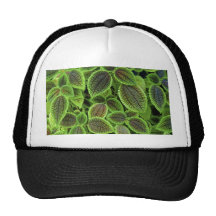 Coleus Plant Leaves Solenostemon Scutellarioides Trucker Hat