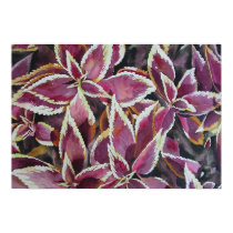 Coleus posters