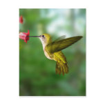 animals, pets, wild, birds, places, regional,