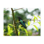 Colibri (Hummingbird) - Martinique, FWI Postcard