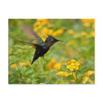 Colibri postcards by alinphoto Colibri postcards