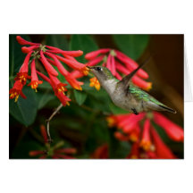 Colibríes Felicitación