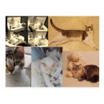 Collage of cats Postcard postcards