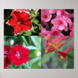 Collage of Flowers posters