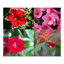 Collage of Flowers posters by aaronfrancis Collage of Flowers posters