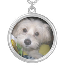 collar del perrito