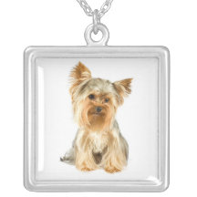Collar del perrito de Yorkie