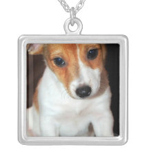 Collar del perro de perrito de Jack Russell Terrie