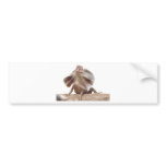 Collar lizard bumper sticker