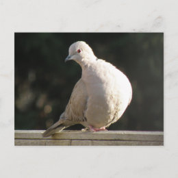 Collared Dove Postcard postcard