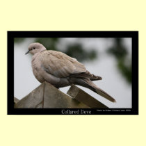 Collared Dove Poster posters