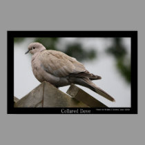 Collared Dove Poster posters