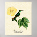 Collared Inca Hummingbird Art Print
