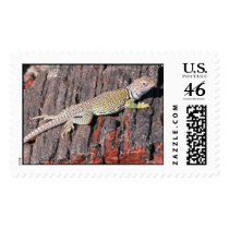 Collared Lizard postage by JaguarPhotos Collared Lizard postage