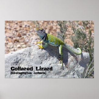 Collared Lizard Poster print