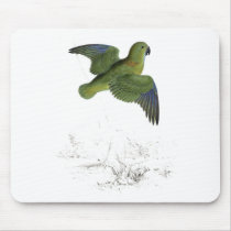 Collared Parrakeet by Edward Lear Mousepads